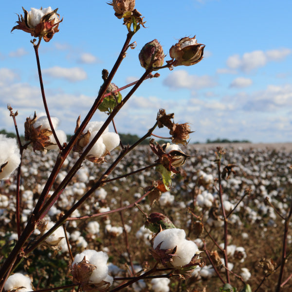 Organic cotton farming in India